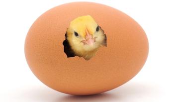 Don't Count Your Chickens Before They Hatch - Idiom Meaning,