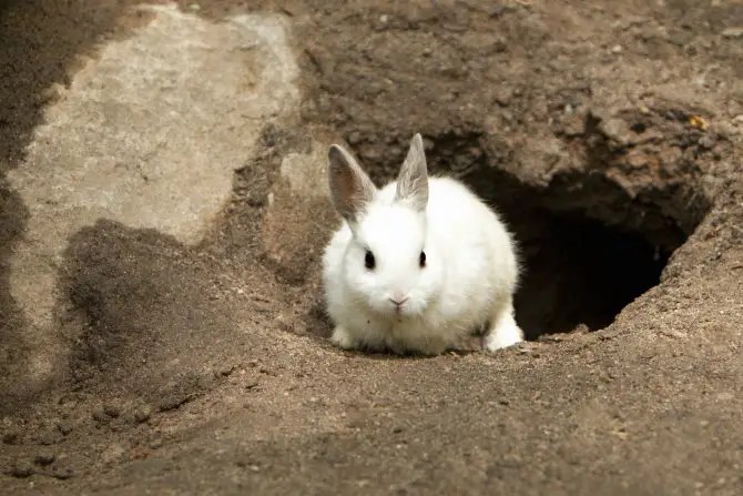 alice down the rabbit hole meaning