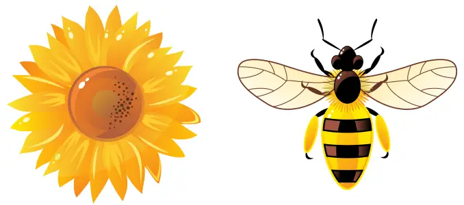 Flower, Bee Line