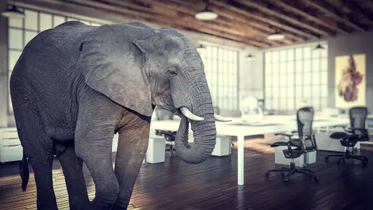 Elephant in an office.