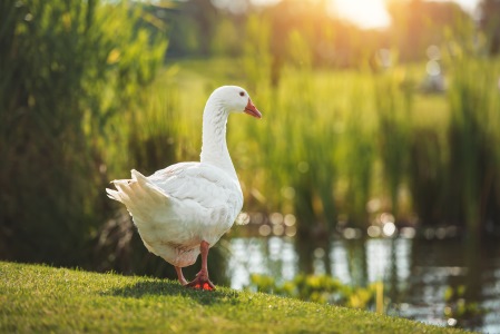 The Idiom Wild Goose Chase