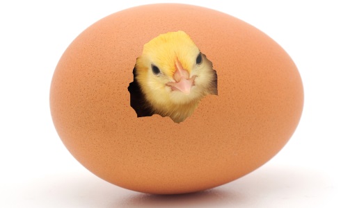 A chicken hatching from an egg.
