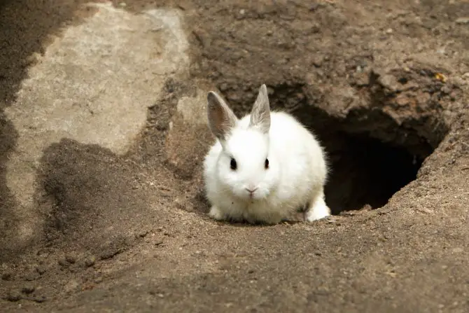 Hole rabbit Rabbit Burrow