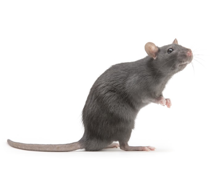 i-smell-a-rat-meaning-origin-know-your-phrase