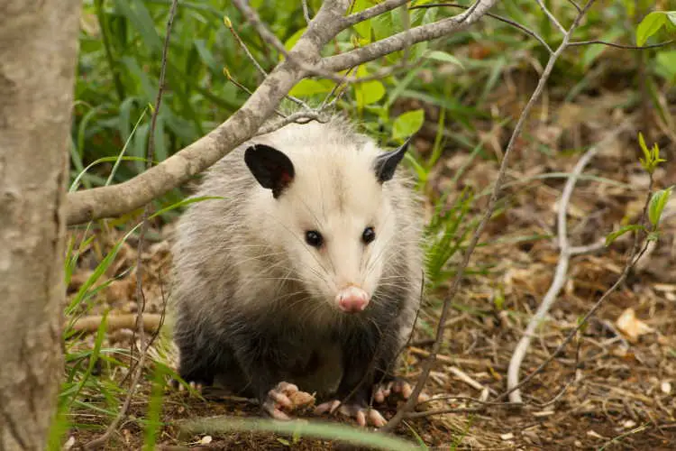 What Does The Phrase Play Possum Mean