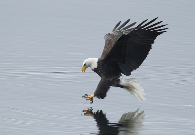 In one fell swoop an eagle tries catching a fish.